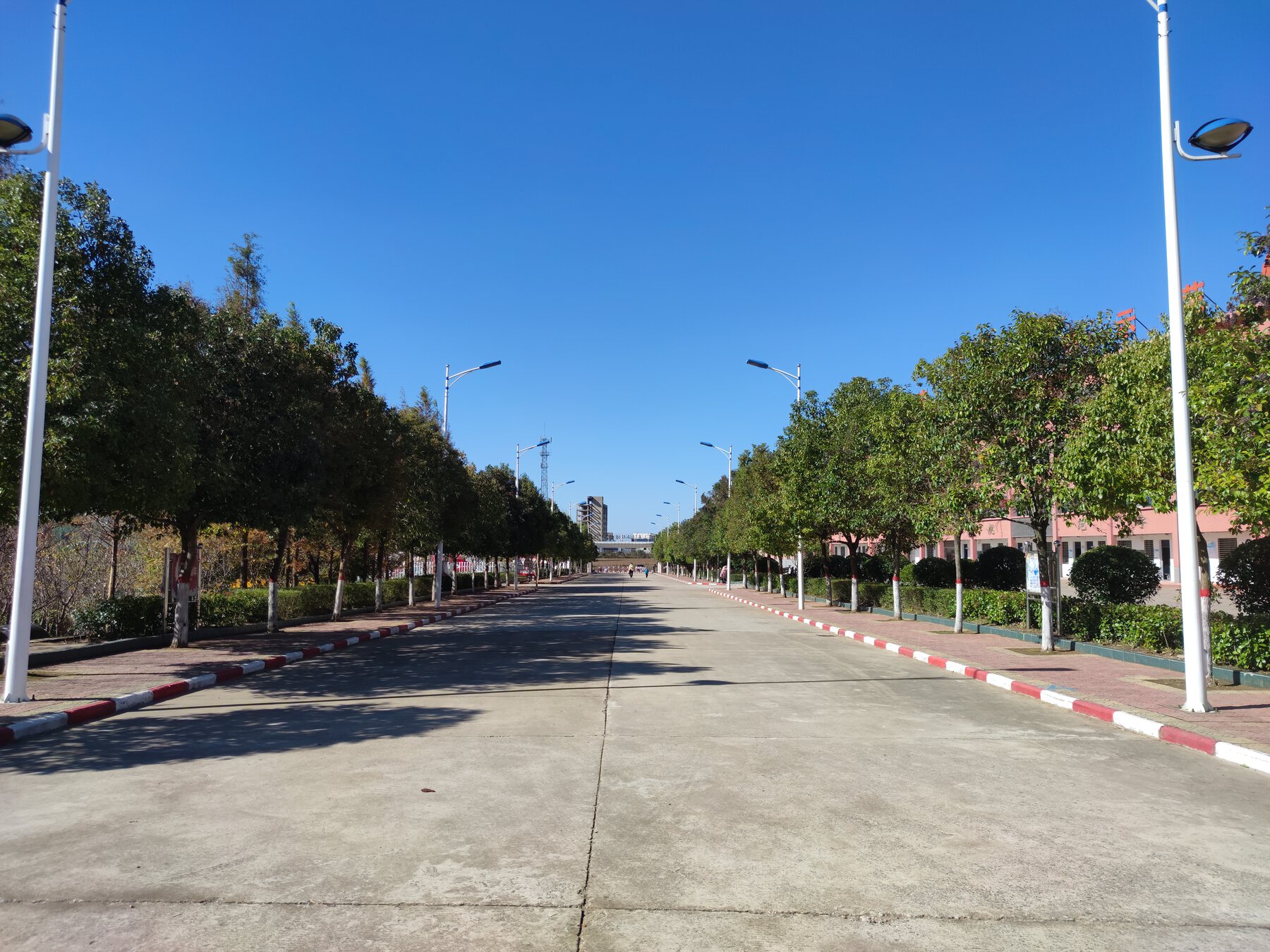 两侧绿树成荫的校园主路